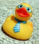 blue-duck