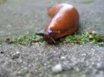 1280px-Sachsesnail.jpg