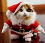 cat-cute-happy-holidays-kitten-Favim.com-3865796.jpg