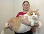 huge-cats-14605.jpg