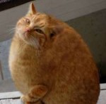 fatcat5.jpg