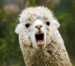 Llama-1.jpg