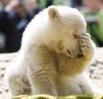 a classic bear facepalm.png