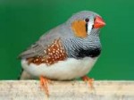 ZebraFinch.jpg