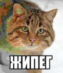 жипег.jpg