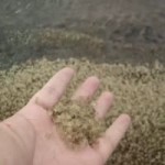 NauticalOldIceblueredtopzebra[1].webm