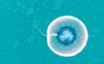 jajcekletka-i-spermatozoid.jpg