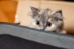 испуганный-кот-3[1].jpg