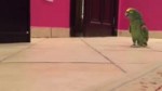 14665351114051.webm