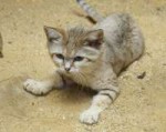 sand-cat[1].jpg