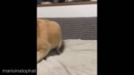 15210265364610.webm