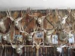 MuleDeerTrophyMounts001fs.jpg