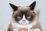 grumpy-cat.jpg