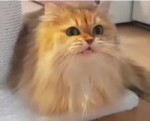 15216295897932.webm