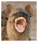 laughing-hyena,-laughing-hyena-wallpaper,-laughing-hyena-pi[...].jpg