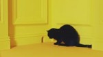 mouse.webm