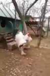 Swagrooster.webm