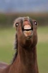 Horse-smile.jpg