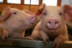 pigs-1624915.jpg