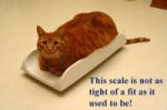 Bennie-Fitting-on-scale-bette-copy.jpg