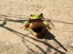 happy-frog-1-1407246.jpg