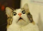 cat-meme-faces-fancy-20-funny-shocked-cat-memes-my-style-pi[...].jpg