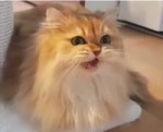 15211834374832.webm