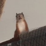 15211834374893.webm
