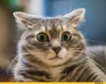 котэ-прекрасен-2720617[1].jpeg