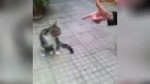 котикактер.webm