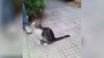 котикактер.webm