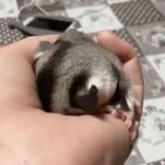 1496256100143323149.gif