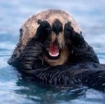 sea-otter.jpg