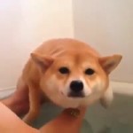 Dog Swimming.mp4