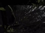 14574458031420.webm