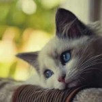 Sad-Cat-1-763.jpg