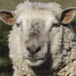 sheep.pt.jpg