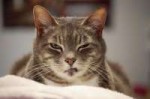guilefulcats06.jpg