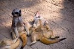 happy-laughing-meerkats.jpg