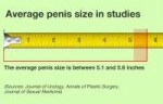 Average-Penis-Size.png