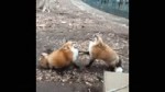 foxes.webm