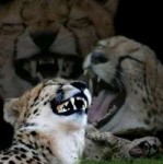 laughing-leopard.jpg