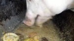 15296003176580.webm