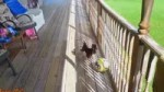 15187981703780.webm