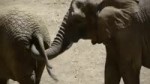  .webm