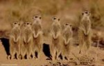 Kgalagadi-Suricate-Meerkat-Billy-Steenkamp-1.jpg