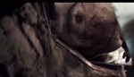 ДРУГ.webm