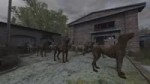 dogs.webm