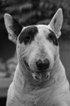 dogbullterrierwhite-529973.jpg