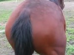 horsescratch.webm